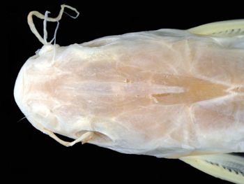 Media type: image; Ichthyology 35911